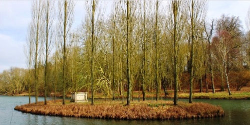 lsle poplar.jpg